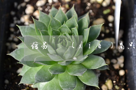 信易來協(xié)商只還本金(信易貸騙局)