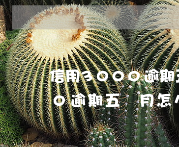 信用3000逾期五個月怎么辦(信用3000逾期五個月怎么辦)