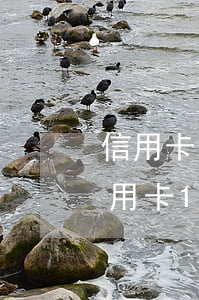 信用卡10000逾期一個(gè)月-信用卡10000逾期一個(gè)月利息多少