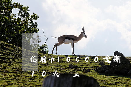 信用卡10000逾期會上門嗎（信用卡逾期10天會上門）