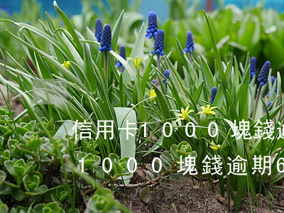 信用卡1000塊錢逾期6個月了-信用卡1000塊錢逾期6個月了怎么辦