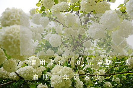 信用卡100元逾期一天(信用卡1000元逾期一年還多少)