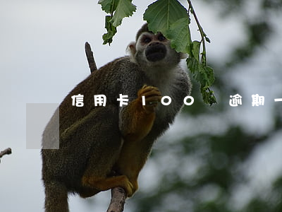 信用卡100塊逾期一年的影響及解決方法