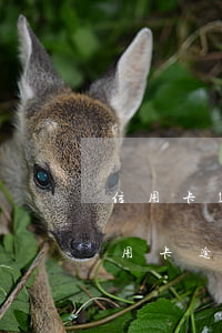 信用卡10元逾期一個(gè)月（10元信用卡逾期一年怎么辦）