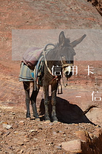 信用卡10元逾期了會(huì)影響征信嗎-信用卡10元逾期了會(huì)影響征信嗎怎么辦