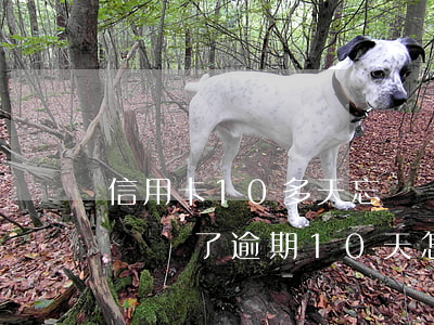 信用卡10多天忘記還算不算逾期（信用卡忘記還了逾期10天怎么辦）