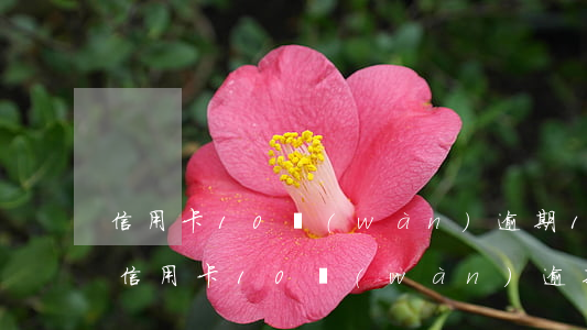 信用卡10萬(wàn)逾期1年要還多少(信用卡10萬(wàn)逾期4年)