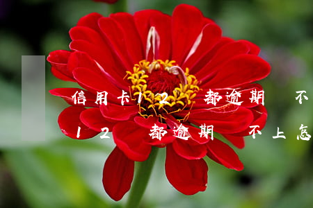 信用卡12張都逾期還不上怎么辦-信用卡12張都逾期還不上怎么辦呢