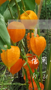 信用卡13000,逾期三個(gè)月會(huì)坐牢嗎?（信用卡逾期但在哺乳期會(huì)坐牢嗎）