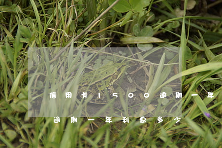 信用卡1500逾期一年-信用卡1500逾期一年利息多少