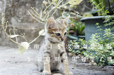 信用卡15次逾期是黑名單了嗎-信用卡15次逾期是黑名單了嗎怎么辦