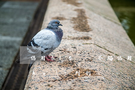 信用卡15萬還不起 信用卡15萬不還會(huì)判刑嗎