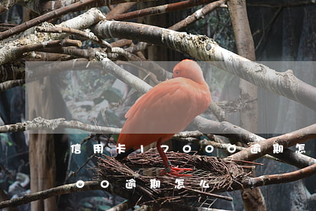 信用卡17000逾期怎么辦(信用卡17000逾期怎么辦)