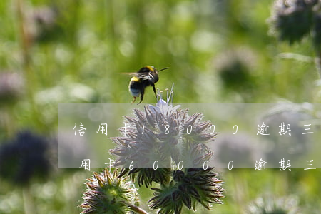 信用卡18000逾期三個(gè)月（欠信用卡60000逾期三個(gè)月）