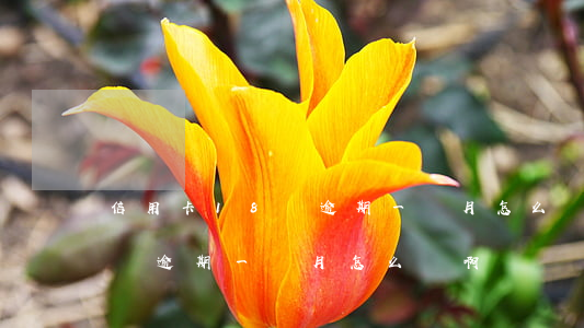 信用卡18萬逾期一個月怎么辦 信用卡18萬逾期一個月怎么辦啊