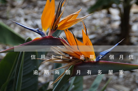 信用卡1w逾期2個月(信用卡2000額度逾期兩個月有多嚴重)