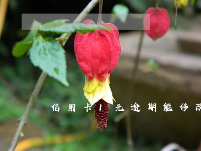 信用卡1元逾期能修改嗎
