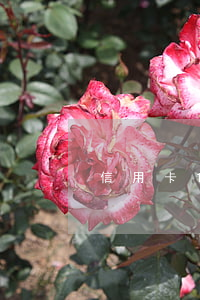信用卡1天算逾期么（信用卡賬單逾期一小時）