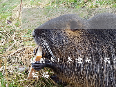 信用卡1年逾期幾次(信用卡1年逾期幾次會被起訴)