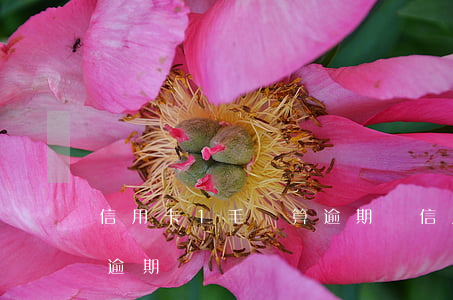 信用卡1毛錢算逾期嗎(信用卡差一元沒還算逾期嗎)
