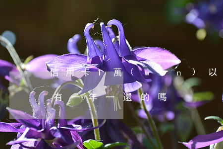 信用卡1萬(wàn)以下1年不還(信用卡有一年一還的嗎)