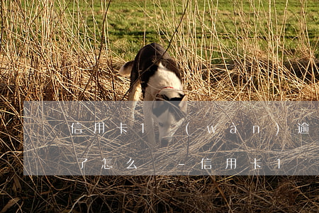 信用卡1萬(wàn)逾期4個(gè)月了怎么辦-信用卡1萬(wàn)逾期4個(gè)月了怎么辦呢