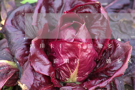 信用卡1萬5逾期多久會被起訴(信用卡5萬塊錢逾期起訴會做多久)