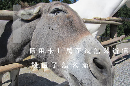 信用卡1萬不還怎么辦(信用卡不超過一萬沒錢還了怎么辦)