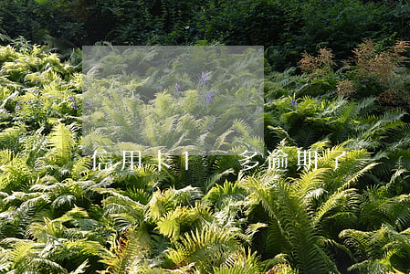信用卡1萬多逾期了(一萬的信用卡逾期兩年)