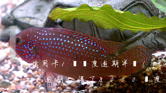 信用卡1萬額度逾期半個(gè)月(我信用卡逾期1年了8000額度)