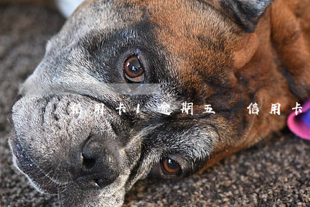 信用卡1逾期五萬 信用卡1.5萬逾期一年