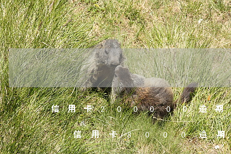 信用卡200000逾期3個(gè)月了-信用卡8000逾期三個(gè)月