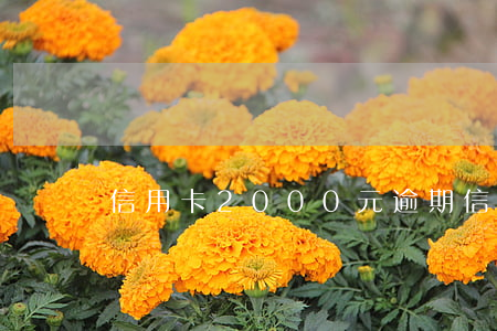 信用卡2000元逾期（信用卡逾期兩千圖片）