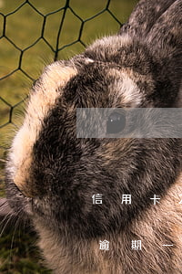 信用卡2000逾期怎么辦(信用卡2000逾期一個(gè)月多少錢)