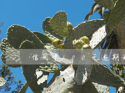 信用卡200元逾期利息(信用卡2萬逾期利息)