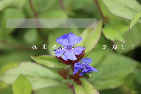 信用卡20塊錢逾期（175元信用卡逾期）