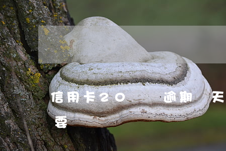 信用卡20塊錢逾期兩天(信用卡逾期2塊錢要緊嗎)