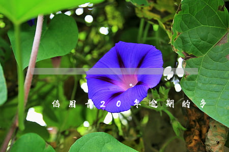 信用卡20年逾期的多嗎