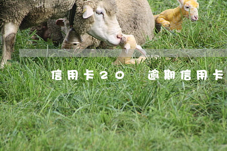 信用卡20筆逾期(信用卡200逾期一年)