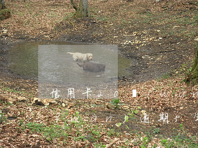 信用卡20萬(wàn)逾期(信用卡20萬(wàn)逾期5年)