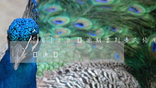 信用卡20萬逾期要判多久（信用卡逾期幾年會通緝）