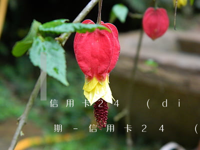 信用卡24點(diǎn)之前還算不算逾期-信用卡24點(diǎn)之前還算不算逾期了