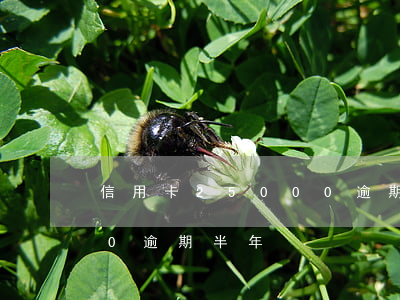 信用卡25000逾期一年(信用卡15000逾期半年)