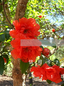 信用卡26 塊錢(qián) 忘記還了（信用卡21塊錢(qián)卡費(fèi)未還造成逾期）