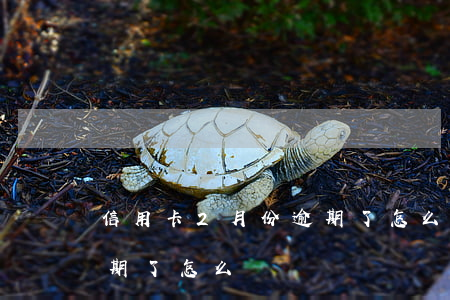 信用卡2月份逾期了怎么辦(信用卡2月份逾期了怎么辦)