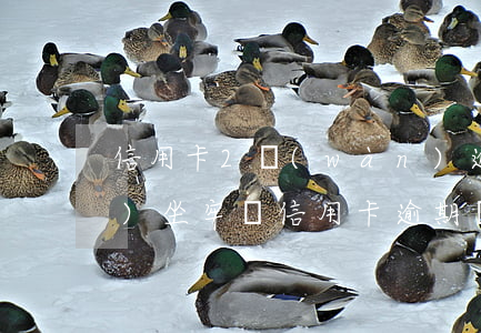 信用卡2萬(wàn)逾期3年會(huì)坐牢嗎(信用卡逾期兩萬(wàn)多會(huì)被判幾年)