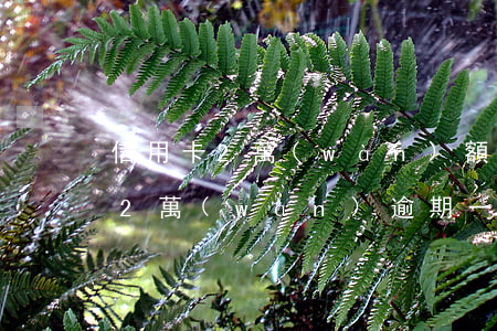 信用卡2萬(wàn)額度逾期半年(信用卡2萬(wàn)逾期一年)