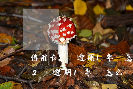 信用卡2萬逾期1年該怎么處理呢-信用卡2萬逾期1年該怎么處理呢視頻