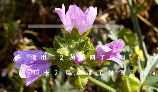 信用卡2萬逾期了幾個(gè)月來抓人(信用卡2萬逾期了幾個(gè)月來抓人怎么處理)