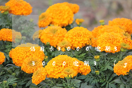信用卡3000逾期3個(gè)月(信用卡3000逾期3個(gè)月會(huì)怎么樣)